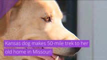 Kansas dog makes 50-mile trek to her old home in Missouri, and other top stories from July 21, 2020.