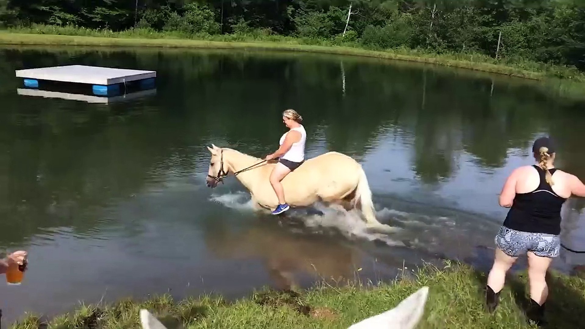 Hilarious Horses! Funny Horse Videos