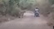 Men on motorcycle caught between two tigers, miraculously escape unharmed