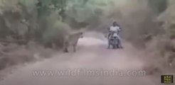 Men on motorcycle caught between two tigers, miraculously escape unharmed