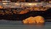دراسة: الدببة القطبية قد تنقرض بحلول عام 2100