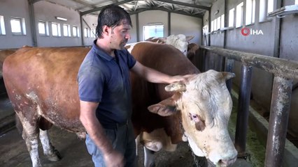 Tonluk tosunlar, alıcılarını bekliyor