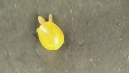 Une espèce très rare de tortue jaune capturée en Inde