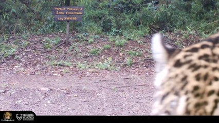 Un yaguareté rugió ante una cámara de monitoreo en un parque de Misiones
