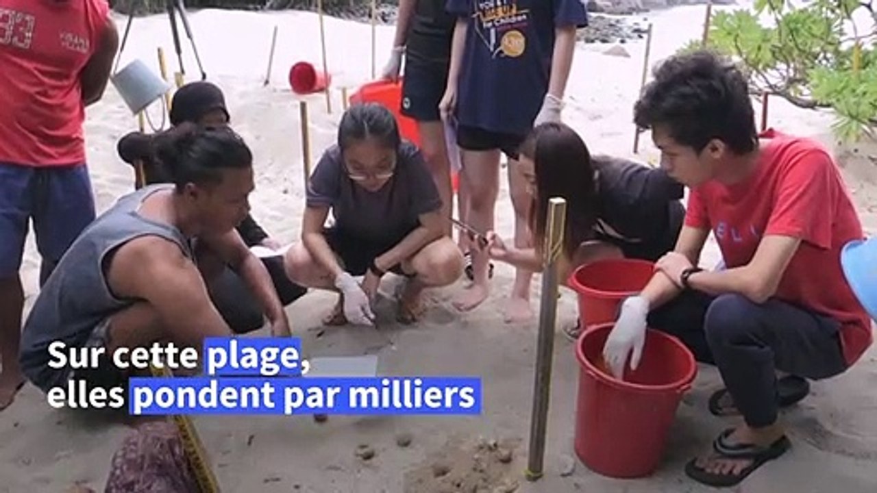 Sauver les tortues de Malaisie, un œuf après l'...