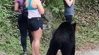 VIDEOS: Un oso negro 'abraza' a una mexicana, pero esta mantiene la calma y hasta logra tomarse un selfi