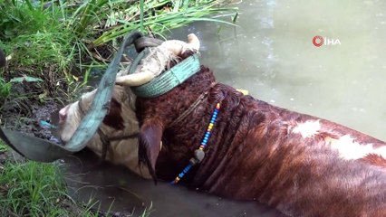 Bolu’da dereye düşen ineği itfaiye ekipleri kurtardı