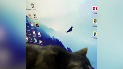 Pet cat has half-grey half-white fluffy face