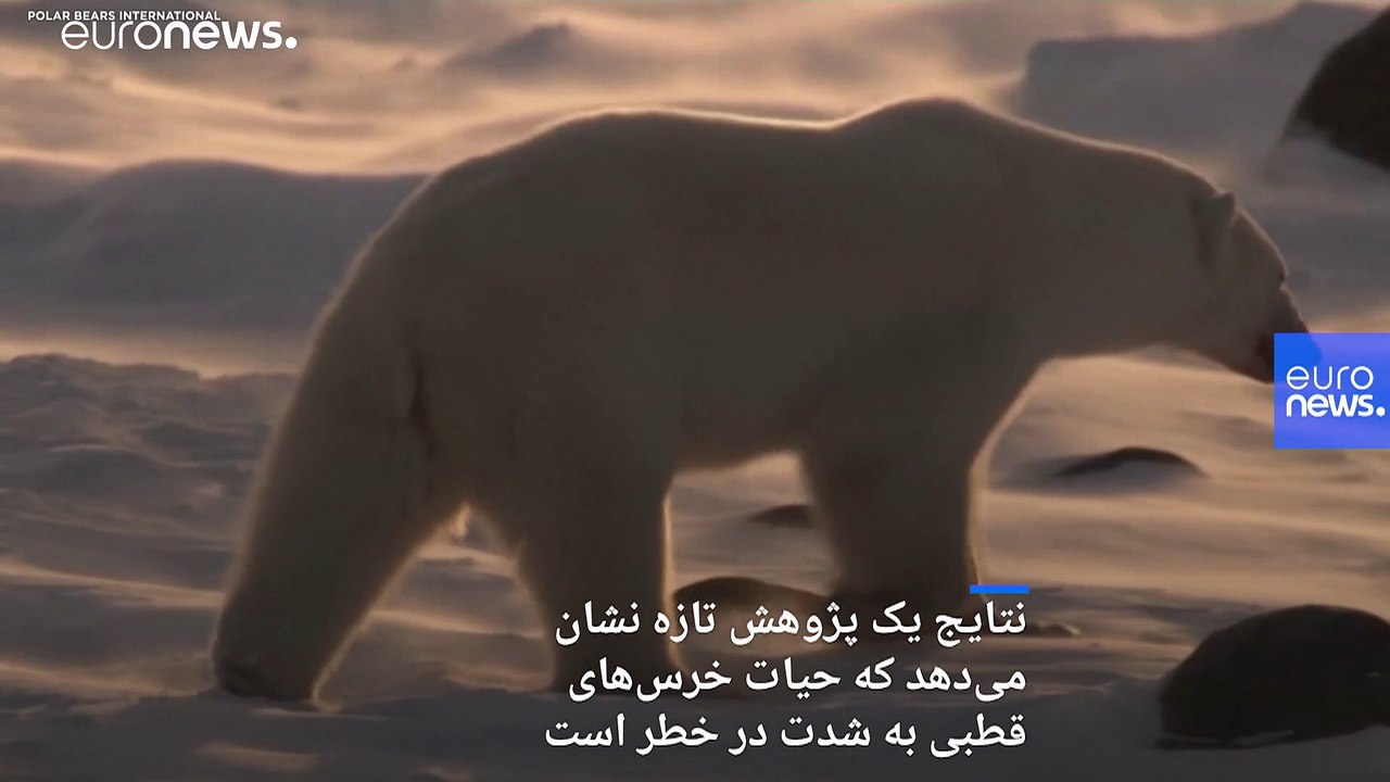 اگر به فکر محیط زیست نباشیم خرس‌های قطبی تا سال ۲۱۰۰ از زمین محو می‌شوند