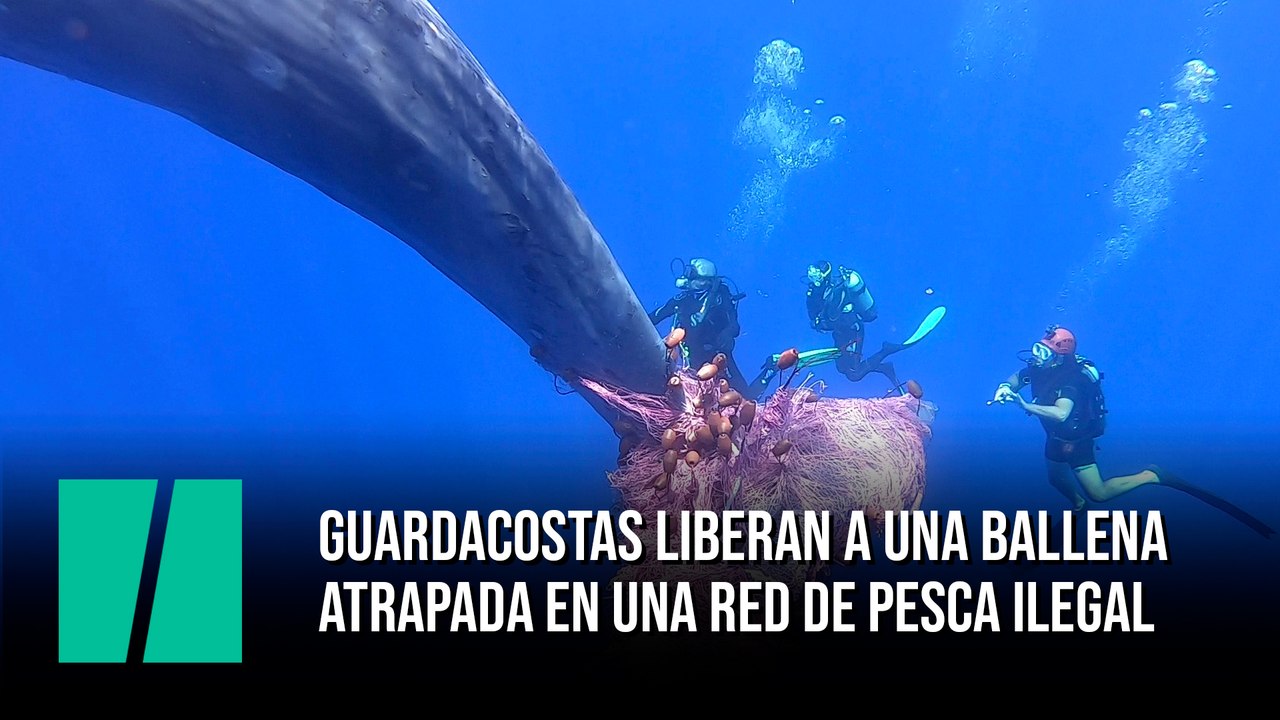Guardacostas liberan a una ballena atrapada en una red de pesca ilegal