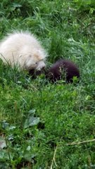 A Rare Albino Porcupine and its Baby Adventuring the Backyard