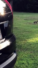 Bunnies Having a Great Time in the Grass