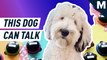 This very good dog can talk to her owner — Mashable Originals