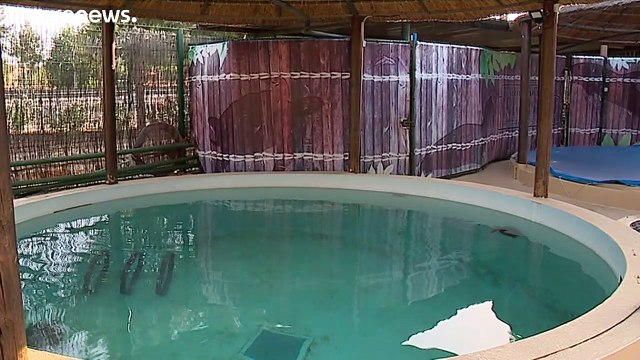 Recuperadas y liberadas en el Algarve: las dos tortugas recogidas por Zoomarine ya son libres