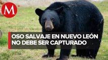 Incorrecto atrapar a oso en Nuevo León: Activista