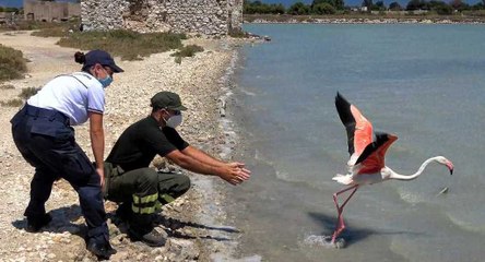 Sardegna - Fenicottero rosa torna in libertà (21.07.20)