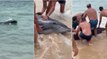 Banhistas salvam golfinho que deu à costa no Algarve