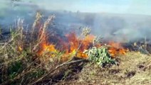 Bombeiros combatem incêndio ambiental que se aproximava de lavoura