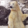 Los osos polares desaparecerán en 2100