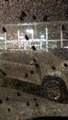 Clouds of Insects Swarm through City