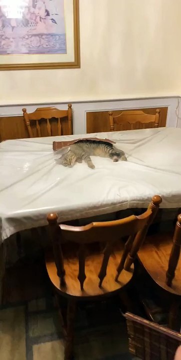 Cat Plays Under the Plastic