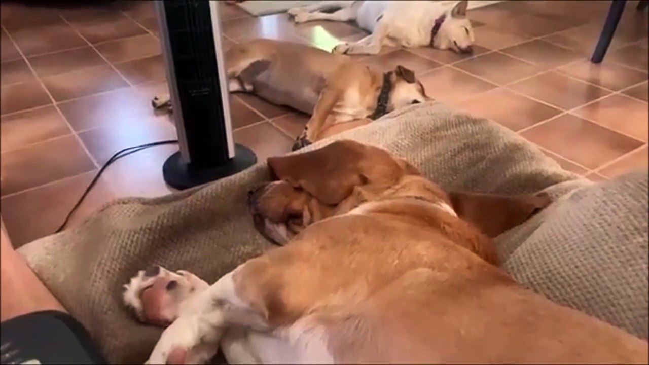 Ces chiens endormis entendent le mot écureuil... Et c'est parti