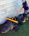 Les crocodiles aussi ont droit aux massages