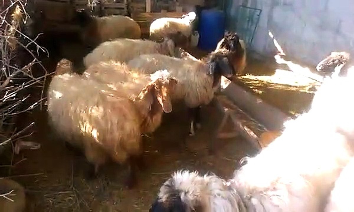 Koyun kuzu sesleri videoları