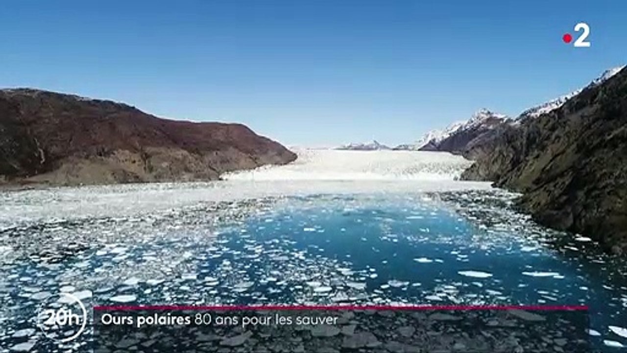Environnement : 80 ans pour sauver les ours polaires