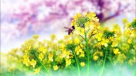 Kimi ni Todoke - S02E02