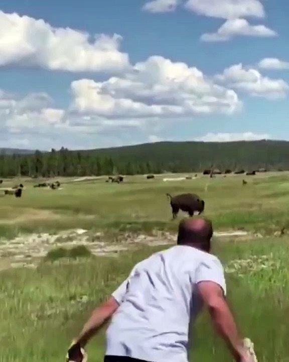 Mujer se hizo la muerta para evitar el feroz ataque de un bisonte