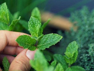 2 Easy Ways to Use Up All the Mint That's Taking Over Your Garden