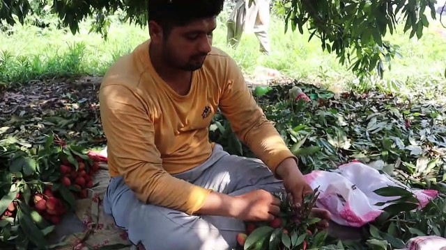 Lychee Juice - Litchi Juice Recipe - Litchi Fruit Juice - Mubashir Saddique - Village Food Secrets