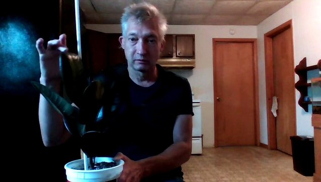 Ficus Tree House Plant 07/21/2020