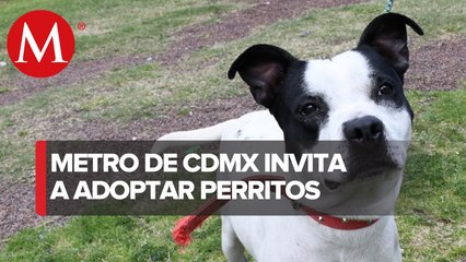 Metro de CdMx celebra Día Mundial del Perro; así puedes adoptar a uno