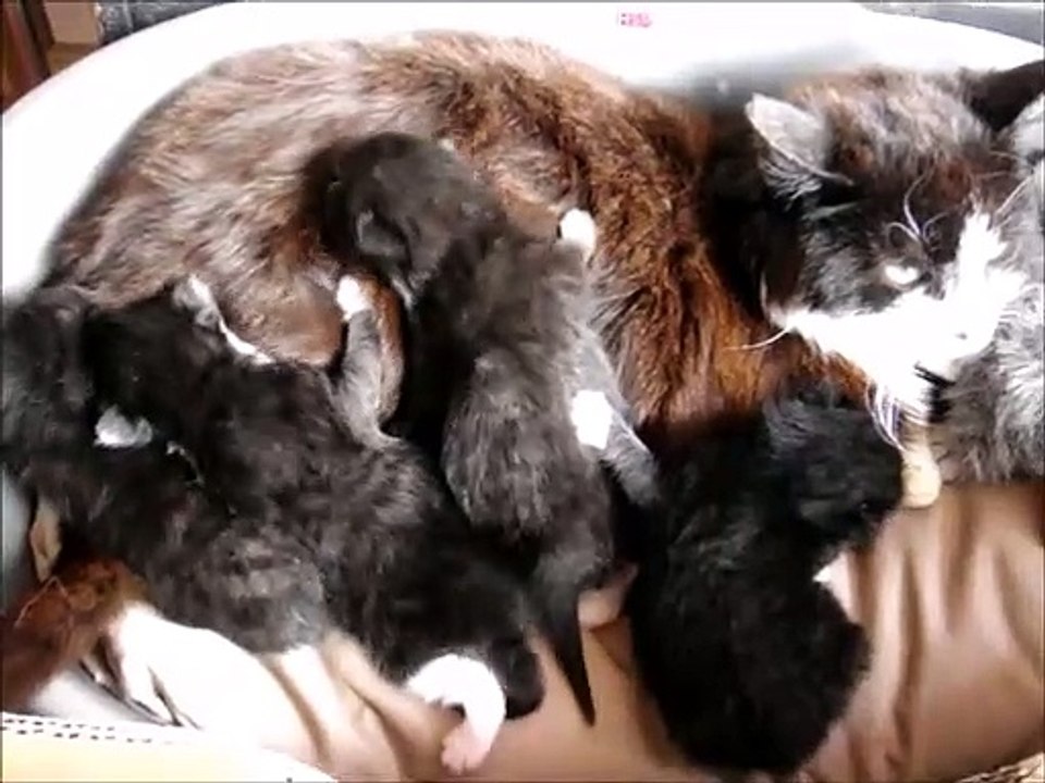Four Black Kittens Turns 4 weeks old