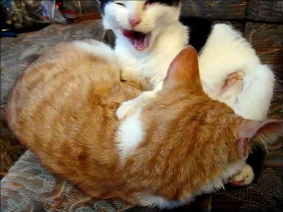 Two Kittens 2 Cats Ginger and White 5 Months Old Licking The Ears