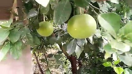 very big fruit  one orange 5 kg