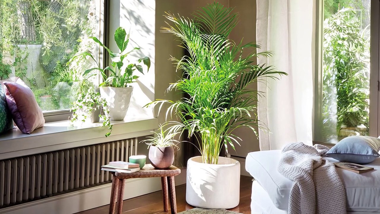 5 plantitas perfectas para tu casa | CHILANGO