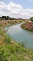 ¡Contaminación! Desechos de granja porcina se desfogan por canal Cahuinahua