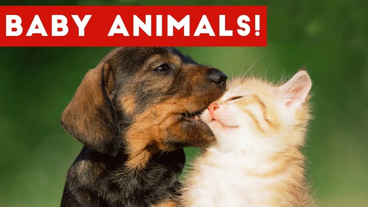 The Cutest Baby Puppies & Kittens Weekly Compilation 2017 _ Funny Pet Videos