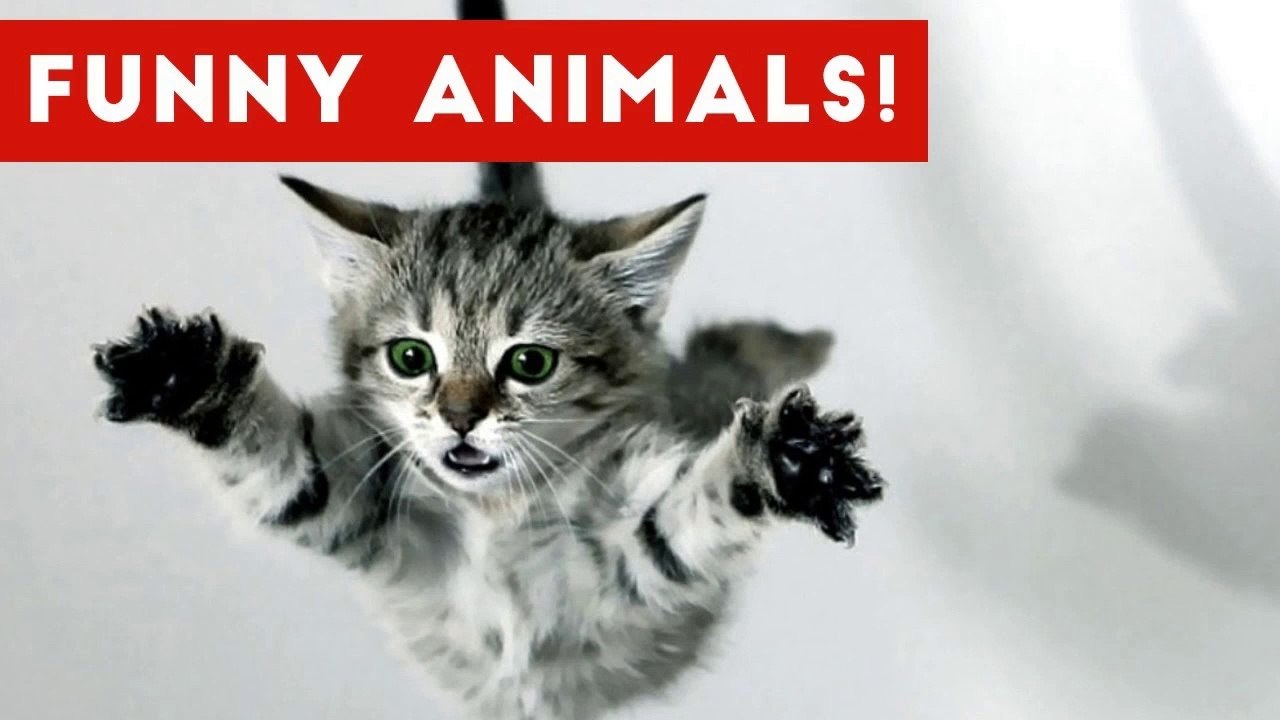 Funniest Pet Clips, Bloopers & Moments Caught On Tape 2017 _ Funny Pet Videos