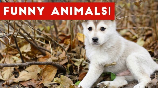 Funniest Pet Clips, Bloopers & Moments Caught On Tape 2017 _ Funny Pet Videos