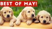 Funniest Pet Reactions & Bloopers of May 2017 _ Funny Pet Videos