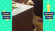 TRY NOT TO LAUGH & AWWW - Cute Dogs Videos _ Golden Retriever Compilation _ Funny Vine April 2018