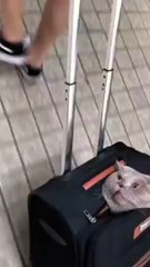 The cat  is traveling with family