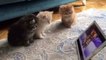 3 cute cats watching cartoons together