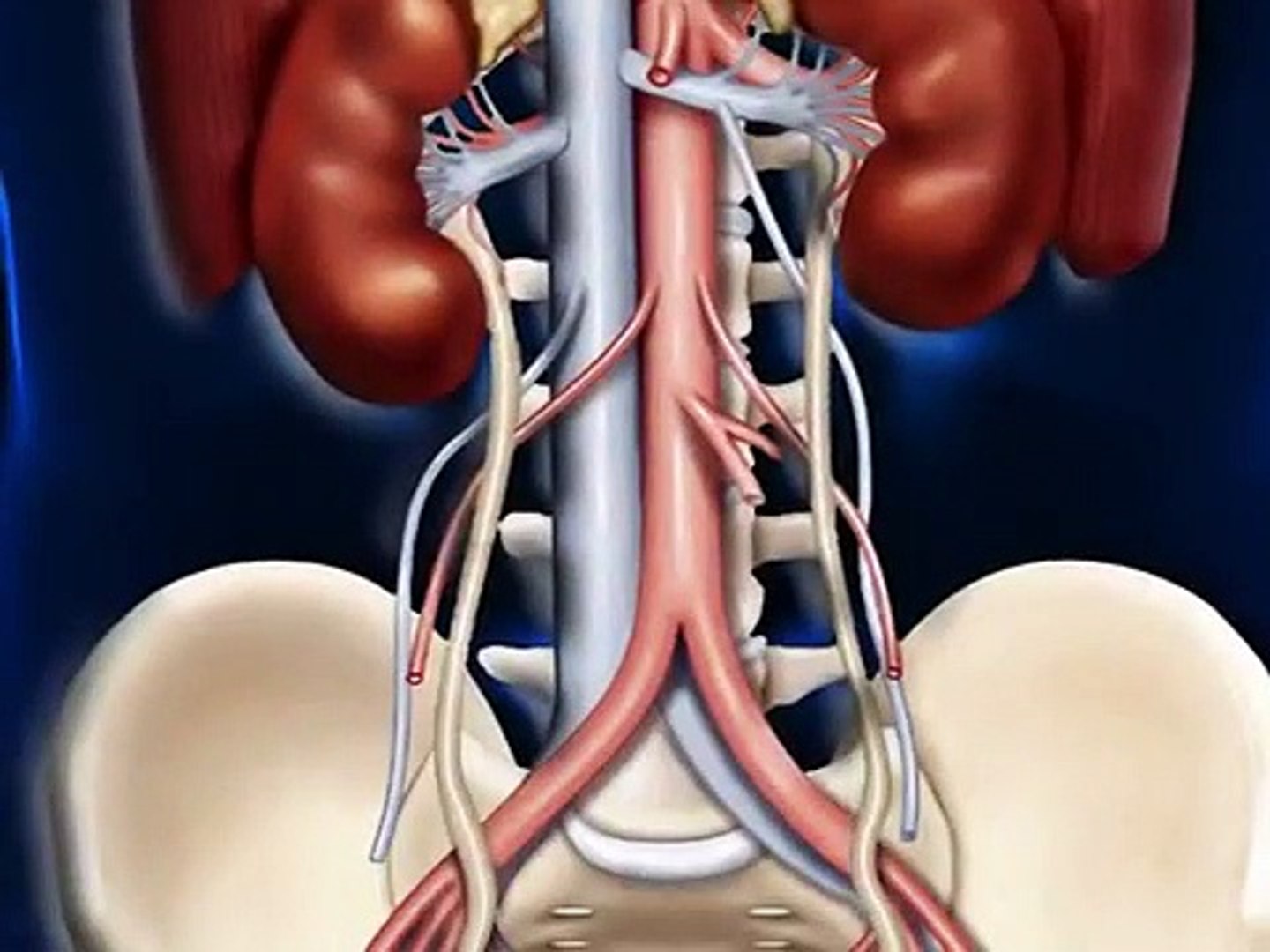 ⁣Human Urinary System __ 3D animation __ Biology