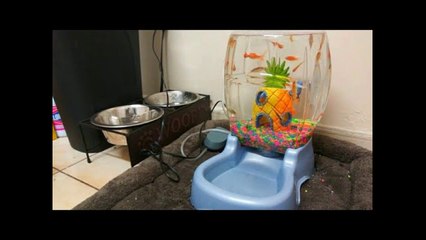 DOG BOWL Fish AQUARIUM! DIY