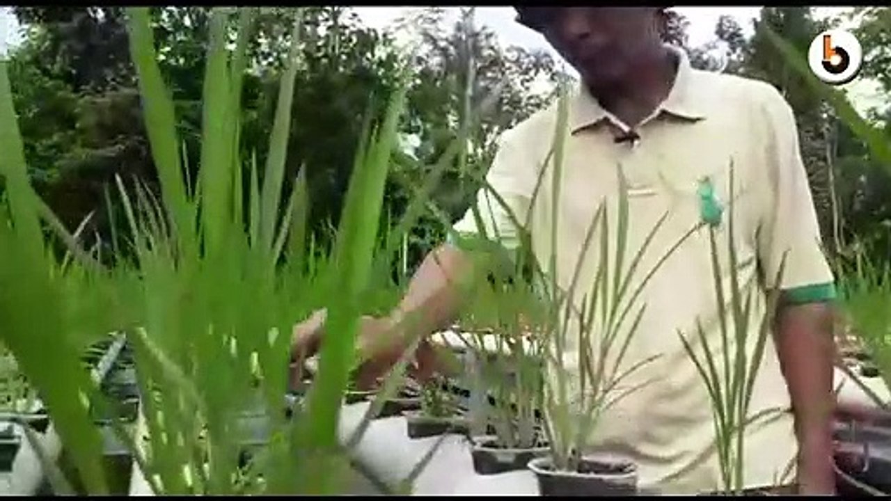 MEWUJUDKAN KETAHANAN PANGAN LEWAT BUDIDAYA PADI HIDROGANIK